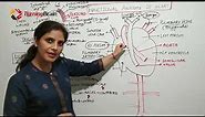 Heart anatomy, Heart Sounds, & Conducting System of Heart