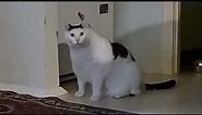Huh Cat Orginal Video | White Fat cat saying huh Original video | Cat Huh Real Video