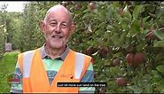 NZ apple orchards are getting a makeover | Local Focus