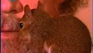 Bob ross pocket squirrel pea-pod