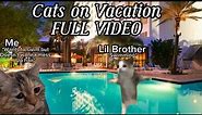 Cats on Vacation FULL VIDEO✨