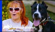 Rescued Fighting Dog Is the Sweetest Dog Ever | Pit Bulls & Parolees