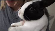 Rabbit tries a lemon for the first time!