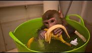 baby monkey eating bananas in a bucket｜There is a lot of food in the chin！monkey coco