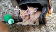 Cute Kitten Sleeping In Helmet