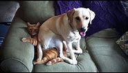 LABRADORS ARE AWESOME ★ Funny Labradors COMPILATION [Funny Pets]