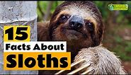 15 Facts About Sloths - Learn All About Sloths - Animals for Kids - Educational Video