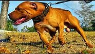 RED nose Pitbull puppy - Elite pitbull bloodline #1 breeder in the USA 🇺🇸