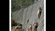 Rock Climbing Goats-Mountain Ibexs