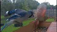Blue Jay, Cardinal, and Doves fighting at the bird feeder with different attack tactics. (蓝松鸦, 北方红雀)
