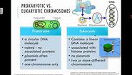 Prokaryotic vs. Eukaryotic Chromosomes (2016) IB Biology