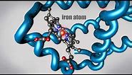 What is a Protein? Learn about the 3D shape and function of macromolecules