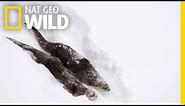 River Otters on the Run | Wild Yellowstone