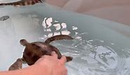 Gemini&Genius Sea Turtle Bathtub Play