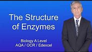 A Level Biology Revision "The Structure of Enzymes"
