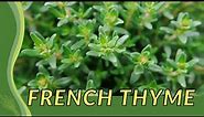 FRENCH THYME Finally Revealed! (Thymus vulgaris) "thym français"🌿🌱🪴