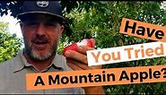 Mountain Apples: Canoe Crop For Your Tropical Backyard Food Forest