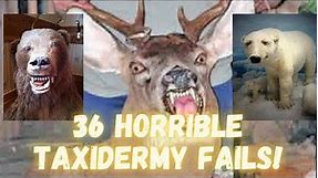 Hilarious Bad taxidermy mounts