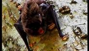 Vesper Bat - Kuhl's pipistrelle
