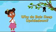 Why do Bats Sleep Upsidedown? | Animal Facts for Kids |Bat Facts for Kids | Fun Facts for Kids |Bats