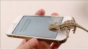 iPhone 5S Lizard Test - Touch ID