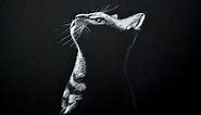Drawing a Cat - White on Black Paper - Time Lapse