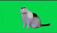 Green Screen Huh Cat Meme