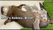 【赤ちゃん誕生】かわうそのマリが出産しました！Otter gave birth to babies!【カワウソ】