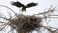 9 Birds That Build The Largest Nests (The Bald Eagle Tops the List!)