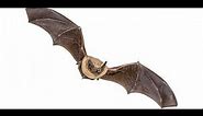 Bat Identification Course