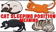 What Your Cat's Sleeping Position Reveals About Their Health and Personality