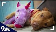CUTE: Dog who stole purple unicorn from dollar store adopted