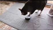 Cat Brings Mouse Into House