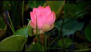 Timelapse of Lotus Blooming