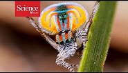 Jumping spiders can see extra colors!