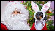 The best New Year's gift ever! Cute & funny dachshund dog video!