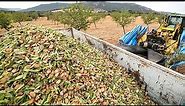2.8 Billion Pounds Of Almonds Harvested This Way In California - Almond Processing Factory