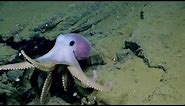 Adorable Pink Octopus | Nautilus Live