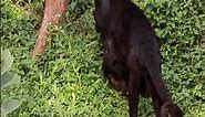 Big Black Panther Walking In Nature#blackpanther #youtubeshortsvideo