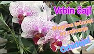 Magični čaj od vrbe, podstiče rast i razvoj orhideja+PRIRODNI HORMON ZA OŽILJAVANJE!