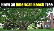 How to Grow an American Beech Tree