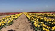 Fields of colorful tulips bloom in central Turkey
