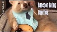 Raccoon Eating Cherries || UNILAD