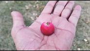 The World's Smallest Red Apples Sweet + Sour, Beautiful Apple Tree, Amazing Small Apples