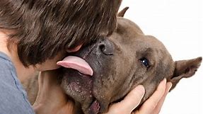 How do Pitbulls Show Affection? - (10 Signs Of Pittie Love)