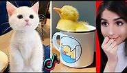 Cute Animals on Tik Tok That Will Make You Laugh