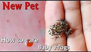 How to care baby frogs and make enclosure