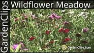 Gardening w Wildflowers - How to plant and maintain a wildflower meadow - North American Wildflowers