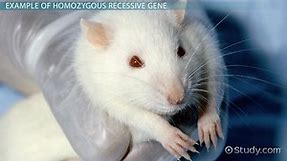 Homozygous Recessive Genotype | Definition, Traits & Examples