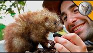 Tiny Porcupine LOVES Treats!